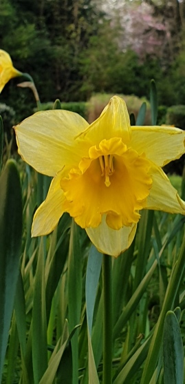 Daffodil3
