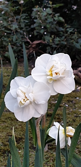 Narcissus2